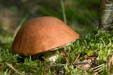 Orange cap mushroom clipart