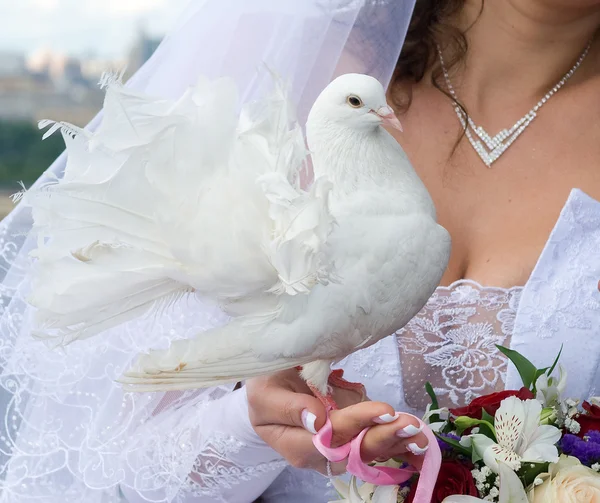 Piccione bianco in mano alla sposa — Foto Stock