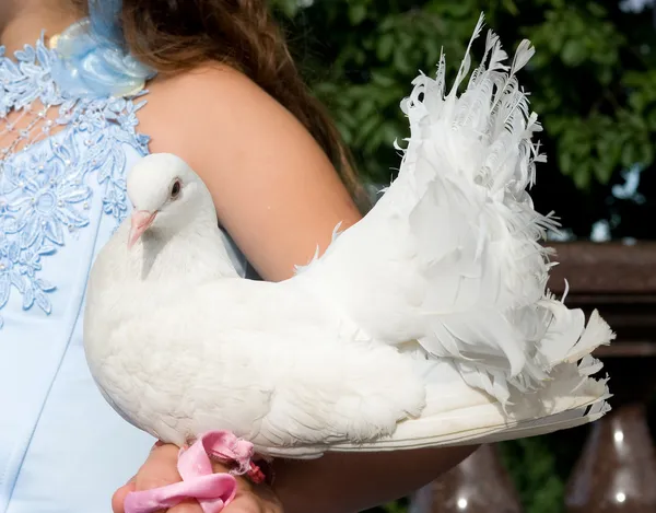 stock image White pigeon in hand of bride