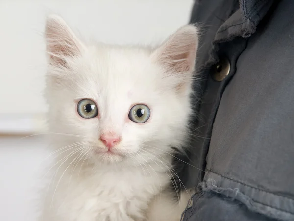 Красивый белый котенок — стоковое фото