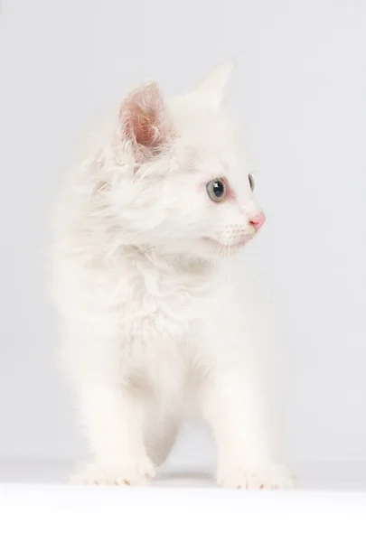 Красивый белый котенок — стоковое фото