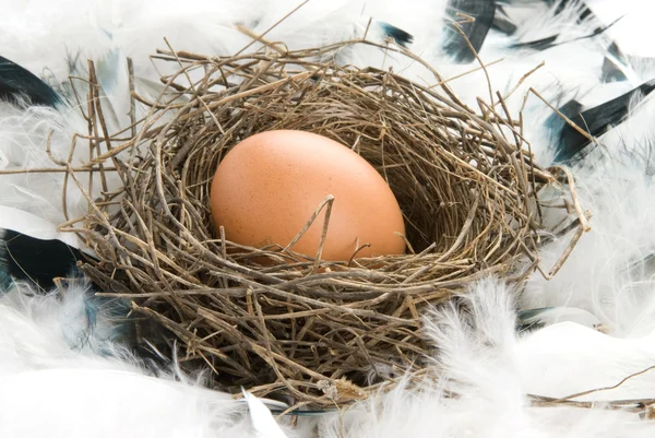 Egg in nest — Stock Photo, Image