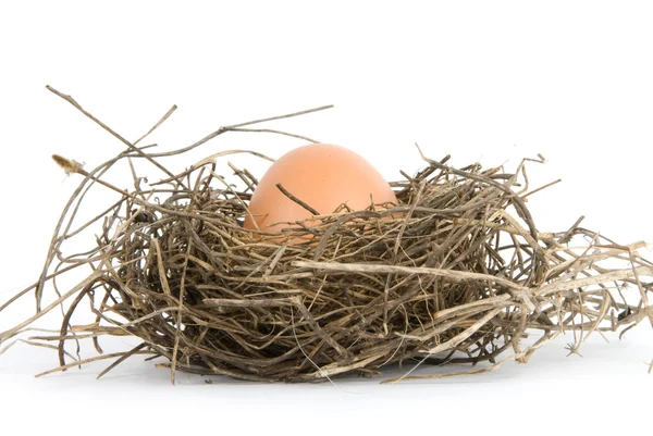 Ei in nest geïsoleerd op witte achtergrond — Stockfoto