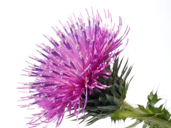 De bloem van katoenen distel — Stockfoto