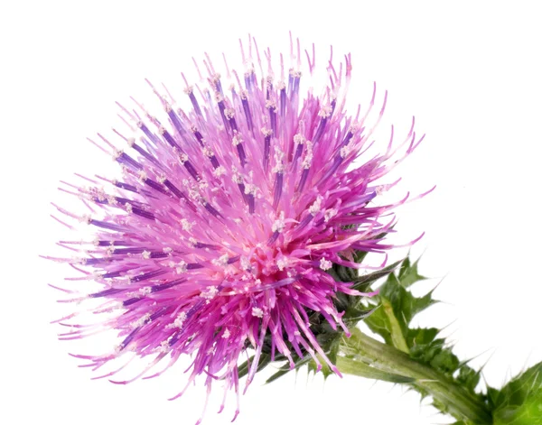 A pamut bogáncs virág — Stock Fotó