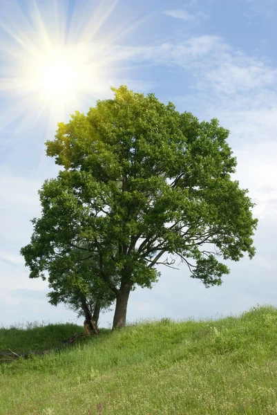 Sole e albero — Foto Stock