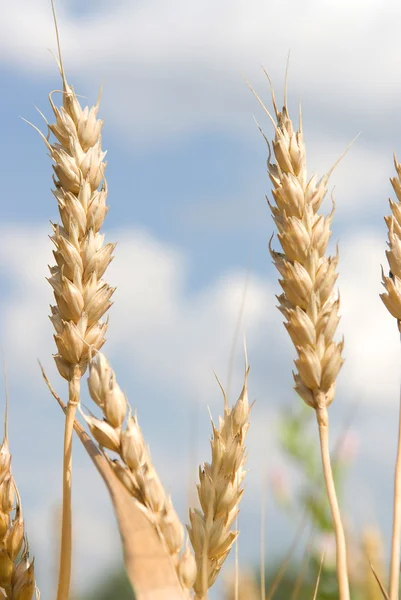 Golden wheat growing in a farm field — Stock Photo, Image