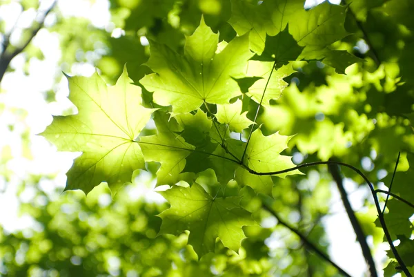Yeşil yapraklar, sığ odak — Stok fotoğraf