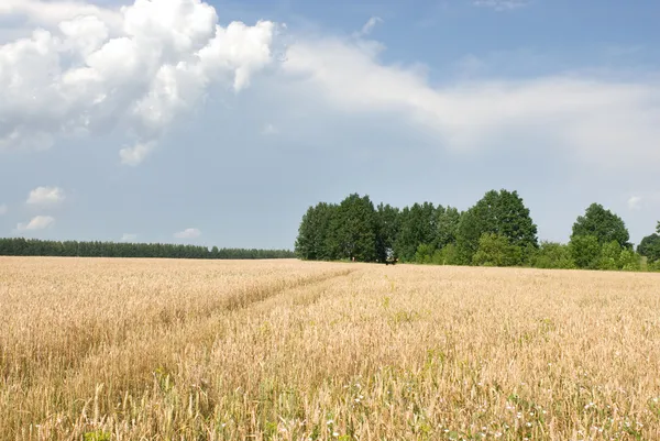 Trigo dorado creciendo en un campo agrícola — Foto de Stock