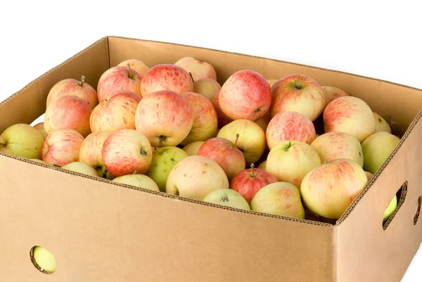 Коробка собранных яблок — стоковое фото