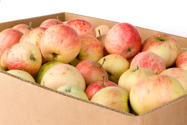 Box of harvested apples — Stock Photo, Image