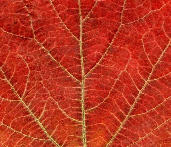 Primeros planos de la textura de la hoja de otoño — Foto de Stock