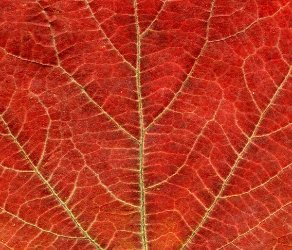 Primeros planos de la textura de la hoja de otoño — Foto de Stock