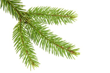 Christmas Tree clipart