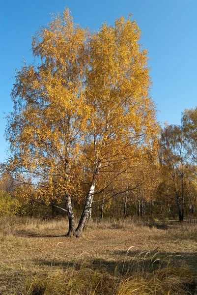 Outono.Árvore solitária — Fotografia de Stock