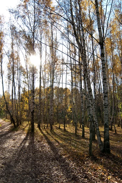 Autumn Forest — Stock Photo, Image