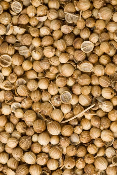 Pozadí ofcoriander semena — Stock fotografie