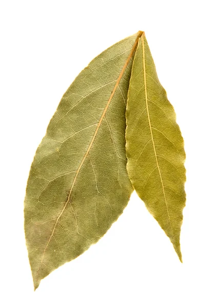 Листья залива — стоковое фото