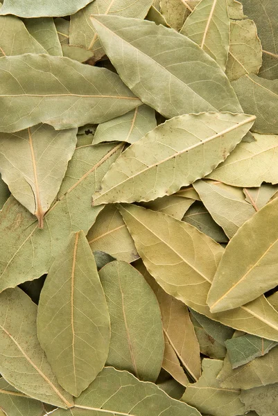 Sfondo di foglie di alloro — Foto Stock