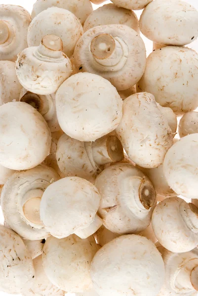 Un mucchio di champignons — Foto Stock