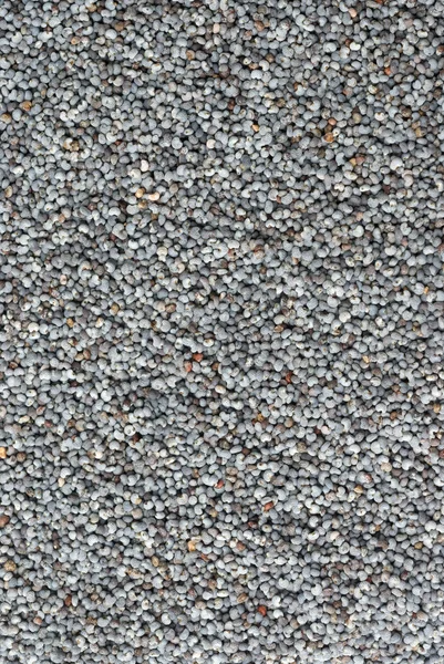 Maková semena — Stock fotografie