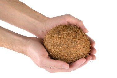 Coconut clipart