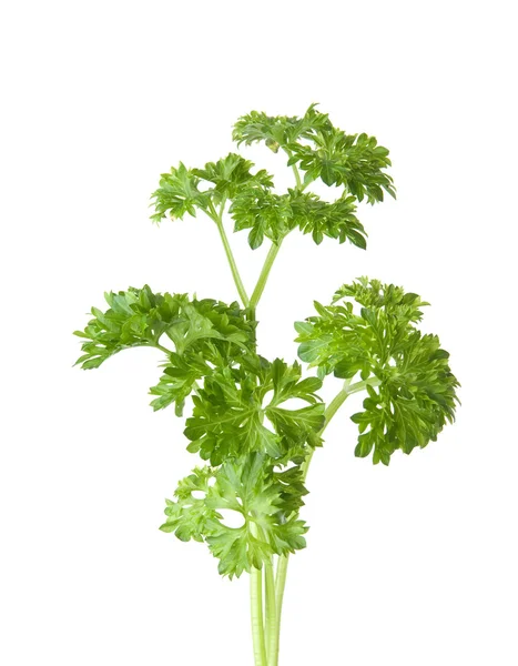 Bunch of parsley leaves — Stock Photo, Image