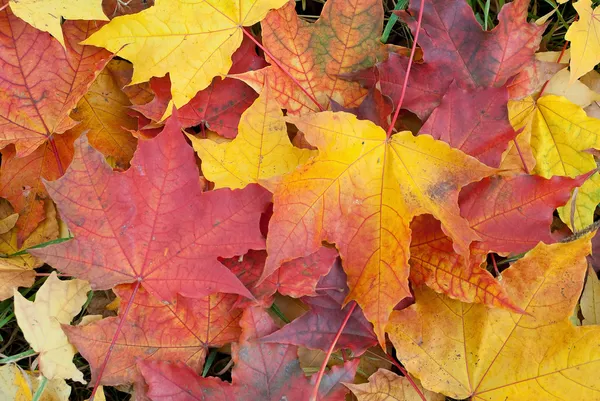 Фон осенней листвы — стоковое фото