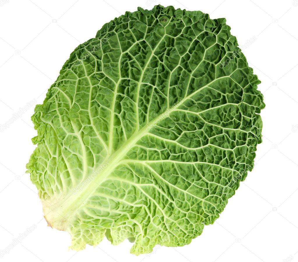 Leaf of Ripe Savoy Cabbage