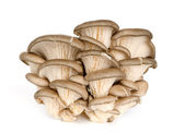 Fresh white oyster mushrooms - Free Stock Image