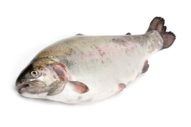 Fresh trout on white background clipart