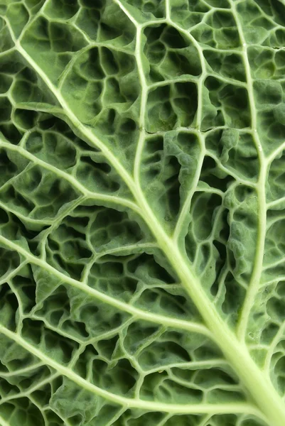 Leaf of Savoy cabbage closeup — Zdjęcie stockowe