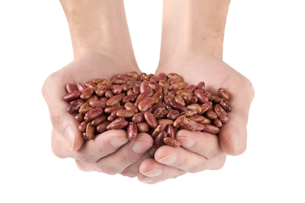 Human hands holding haricot beans — Stock Photo, Image