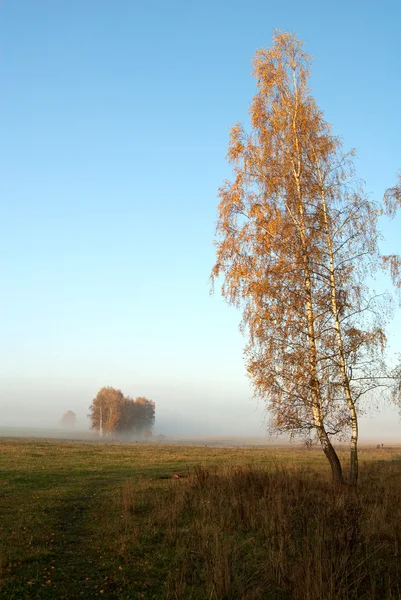 Podzimní mlhavé ráno — Stock fotografie
