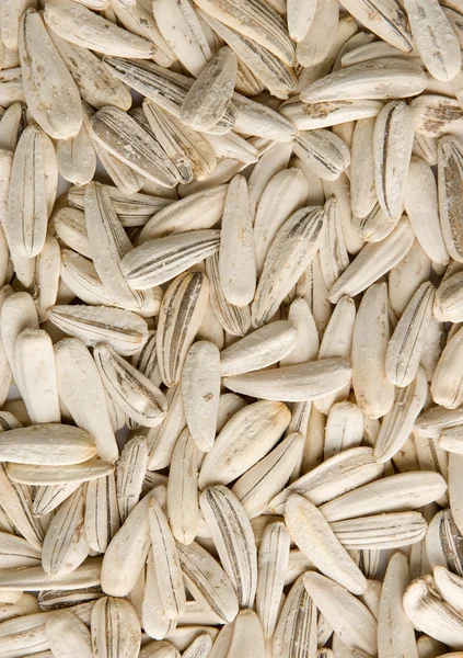 Sunflower seeds — Stock Photo, Image