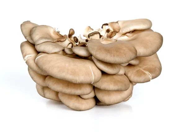 Fresh oyster mushrooms — Stock Photo, Image