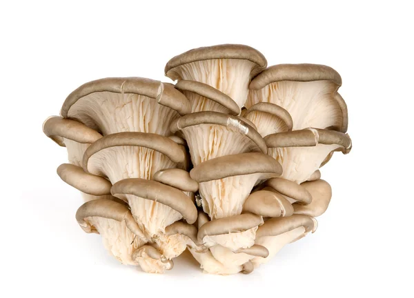 新鲜牡蛎蘑菇 — 图库照片