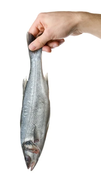 Сырая рыба — стоковое фото