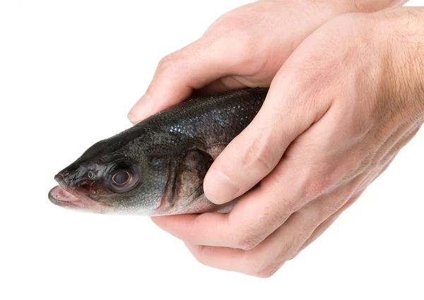 Человек держит сырую рыбу — стоковое фото