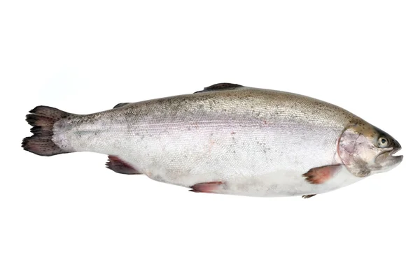 Syrové ryby izolované na bílém pozadí — Stock fotografie
