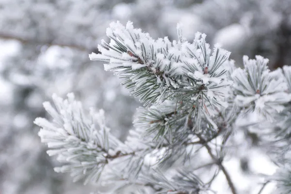 Fir tree branch covered with snow — Stock Photo, Image