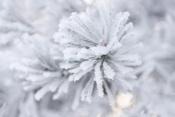 Branche de sapin couverte de neige — Photo