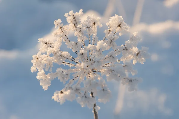 Foto de close-up de um ramo com neve — Fotografia de Stock