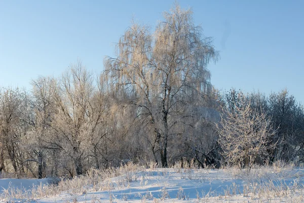 Frosty day in winter — Stock Photo, Image