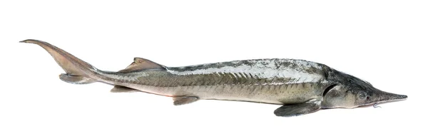 Beyaz izole ham mersin balığı — Stok fotoğraf