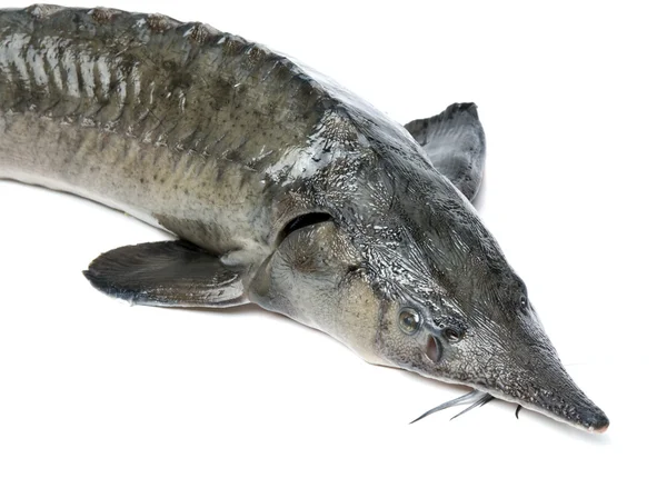 Ham mersin balığı — Stok fotoğraf