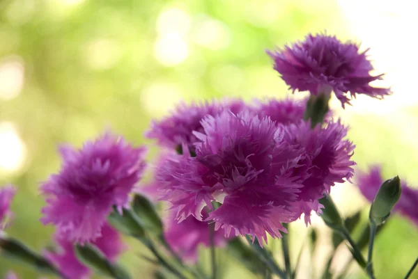 stock image Carnation