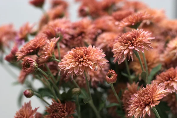 Chrysantheme 1 — Stockfoto