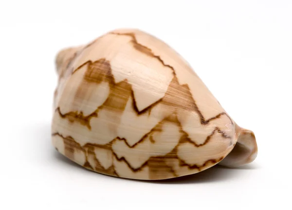 Havet conch isolerad på vit — Stockfoto