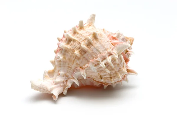 바다 조가 비 흰색 절연 — 스톡 사진